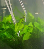 A2Z-Aquascaping Maintenance Tools Accessories, Anti-Rust Stainless Steel - Image 6