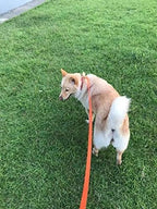 AMAGOOD Dog/Puppy Obedience Recall Training Agility Lead-15 ft 20 ft 30 ft 50 - Image 4