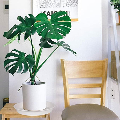 6 Pack of 12 inch Plant Saucer, Heavy Duty Plastic Plant Saucer 12" Round - Image 2