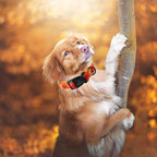 Fall Dog Collar, Soft Adjustable Cotton Holiday Dog Collars - Image 2