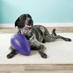 Jolly Pets Jolly Egg Dog Toy, 8 Inches/Medium - Image 6