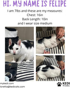 Kitten Recovery Suit Female, Kitten Onesie After Spay, Cat Surgery Suit Female - Image 6