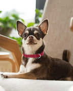 Dynmeow Soft and Breathable Cotton Dog Collar, Durable Adjustable Pet Collar - Image 6