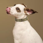PET ARTIST Dog Collars for Small Dogs, Soft Padded Premium Nylon Dog Collar - Image 2