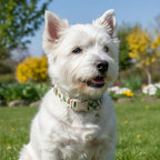 Summer Dog Collar for Large Dogs, Cute Dog Collar - Image 4