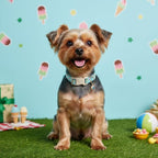 Dog Collars for Extra Small & Small Dogs, XS Dog Collar - Image 2
