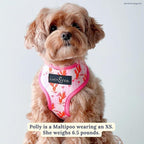 Lucy & Co. Little Lamb Adjustable Dog Collar- Cute Designer Pet Collar - Image 5