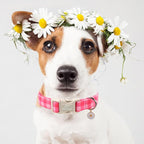 Girl Dog Collar for Medium Dogs - Image 7