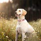 Unique Style Paws Pink Rose Collar Metal Buckle Dog Collar Flower Gift Durable - Image 3