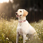 Unique style paws Dog Collar Metal Buckle Pink Rose Puppy Collar Flower Gift - Image 3