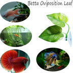 CousDUoBe 2 Pack Betta Fish Leaf Pad Improves Betta's Health by Simulating The - Image 4