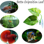 CousDUoBe 3 Pack Betta Fish Leaf Pad Improves Betta's Health by Simulating The - Image 4