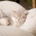 CHEERHOME PETS Elevated Cat Bed Wooden - Image 7