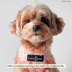 Lucy & Co. Cute Reversible Dog Harness Walking Halter - Image 2