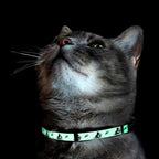 Pawtitas Glow in The Dark Cat Collar - Image 8