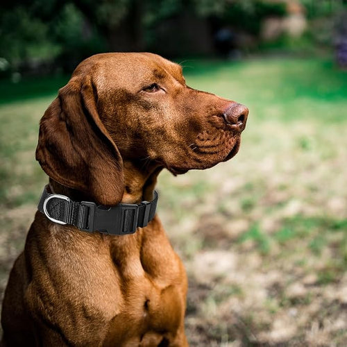 4 Pack Nylon Dog Collars, Classic Adjustable Pet Dog Collar - Image 2