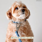 Lucy & Co. Dog Collar - Image 2