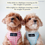 Lucy & Co. Cute Reversible Dog Harness Walking Halter - Image 7