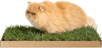 Kitty Lawn Real Grass Cat Window Perch - Image 3