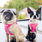 Best Pet Supplies - Image 2