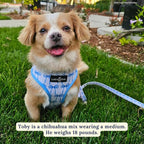 Lucy & Co. Cute Reversible Dog Harness Walking Halter - Image 4