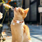Unique Style Paws Pumpkin Kitten Collar, 2 Pack Halloween Cat Collar - Image 6