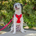 Voyager Step-in Pet Harness - Image 8