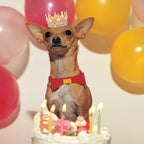 Abbylike Pet Rhinestone King Crown, Queen Crown - Image 7