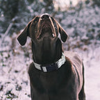 Hikiko Reflective Martingale Collar - Image 2