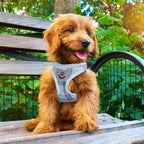 PUPTECK Adjustable Dog Harness Collar and Leash Set Step in No Pull Pet Harness - Image 8