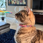 Pawtitas Personalized Green Reflective Cat Collar – Adjustable Custom Collar - Image 9