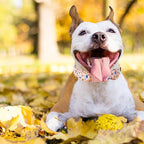Unique style paws Dog Collar Metal Buckle Collar - Image 4