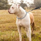 TagME Chain Choke Collar for Dogs, Adjustable Weather Proof Necklace for Extra - Image 6