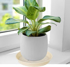 6 Pack of 7 inch Plant Saucer Clear, Heavy Duty Plastic Plant Water Tray 7 inch - Image 4