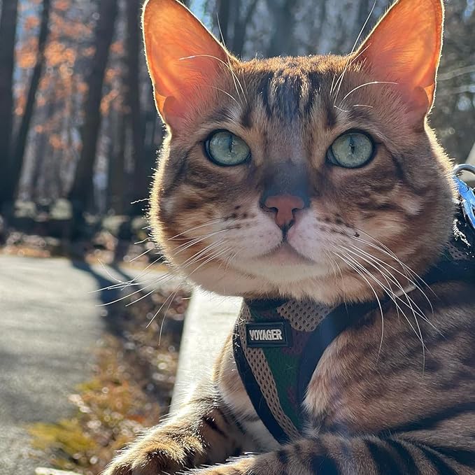 Best Pet Supplies - Image 9