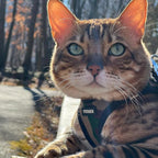 Best Pet Supplies - Image 9