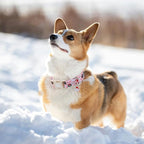 Christmas Dog Collar - Image 5