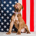 Unique style paws Independence Day Dog Collar Metal Buckle Striped Star Collar - Image 3