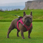 Voyager Step-in Air Dog Harness - Image 7