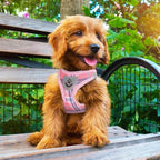 PUPTECK Adjustable Dog Harness Collar and Leash Set Step in No Pull Pet Harness - Image 8