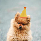 10 Pcs Dog Birthday Hat Set for Small Medium Dogs Cat Puppies, Mini Party Hat - Image 3