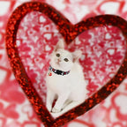 Unique Style Paws Valentine's Day Cat Collar, Cute Cat Collars - Image 3