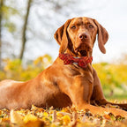 Fall Dog Collar, Pet Collar Bow Plaid Pet Collar Girl Boy Holiday Pet Collars - Image 6