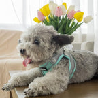 AIITLE Step in Dog Harness and Leash Set - Image 6