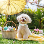 Easter Dog Collar for Small Dogs - Image 5
