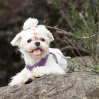 AIITLE Easy Walk Dog Harness and Leash Set - Image 9
