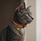 Breakaway Cat Collar Leather - Image 6