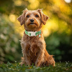 St Patricks Day Dog Collar for Medium Dogs - Image 3