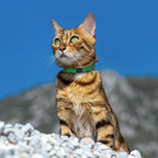Breakaway Cat Collar Leather - Image 8