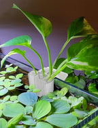 4 Pk Upgraded Aquarium Plant Holder, 3-Hole Hanging Aquarium Plant Holder - Image 2